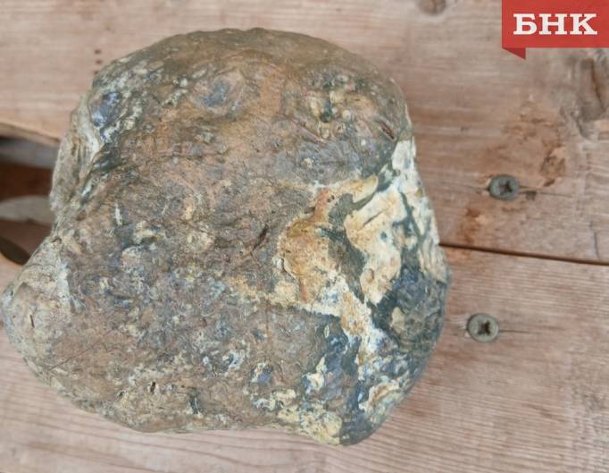 Жительница Койгородского района выкопала в огороде коралл, которому сотни миллионов лет