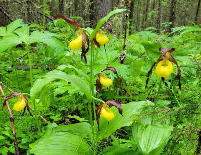 «Заповедная Коми»: откуда в лесах цветок-башмачок