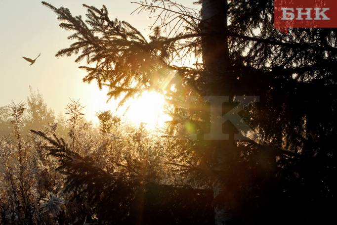 В Койгородском районе ждут желающих погулять по заповедному лесу