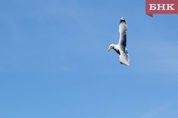 В Сторожевске ввели карантин из-за птичьего гриппа