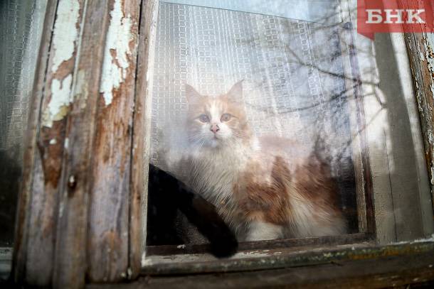 В Сыктывкаре кот затопил соседей