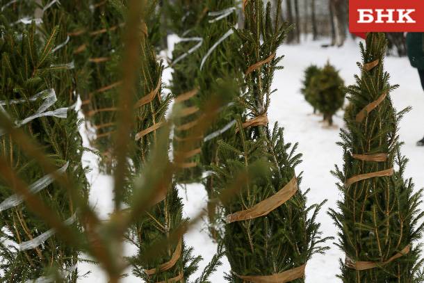 В Коми перед Новым годом срубили больше пяти тысяч елок