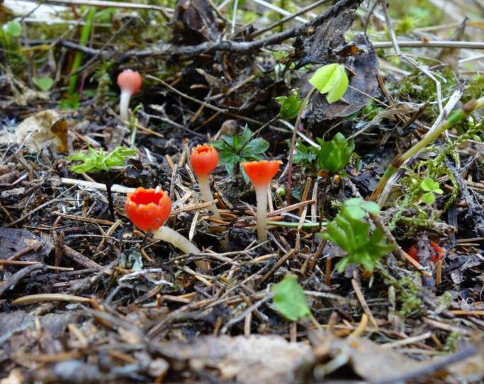 «Заповедная Коми»: гриб-«цветок»