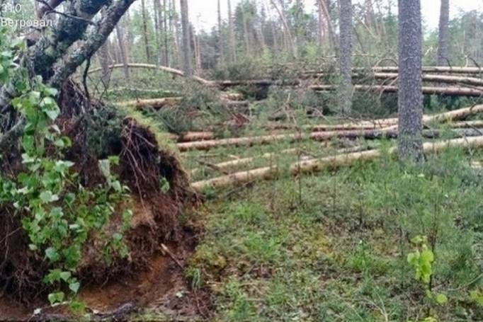 Ущерб от гигантского смерча в Коми оценят по снимкам из космоса