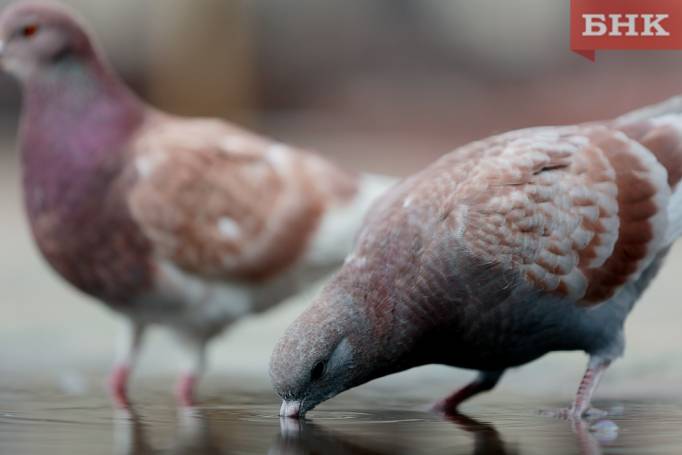 В Выльгорте нашли мертвых голубей