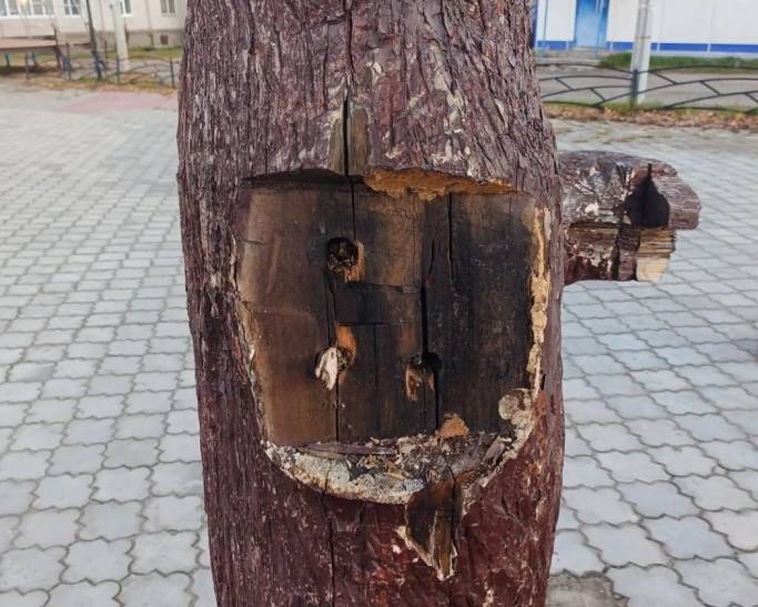 В Емве оторвали лапу медведю