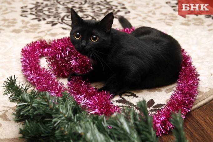 Треть сыктывкарцев намерены провести новогодние каникулы дома с родными и гаджетами