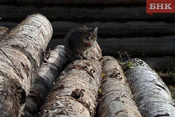 Вырубленный при ремонте дороги в Дырносе лес отправят на переработку