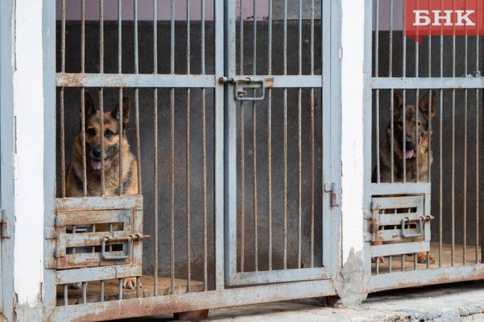 УФСИН по Коми сэкономит до 300 тысяч рублей в год на исследовании крови служебных собак
