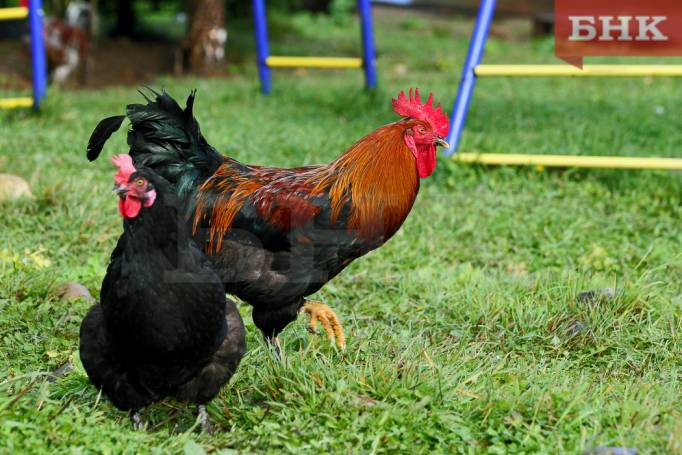 Соседи-петухи довели сыктывкарцев до суда