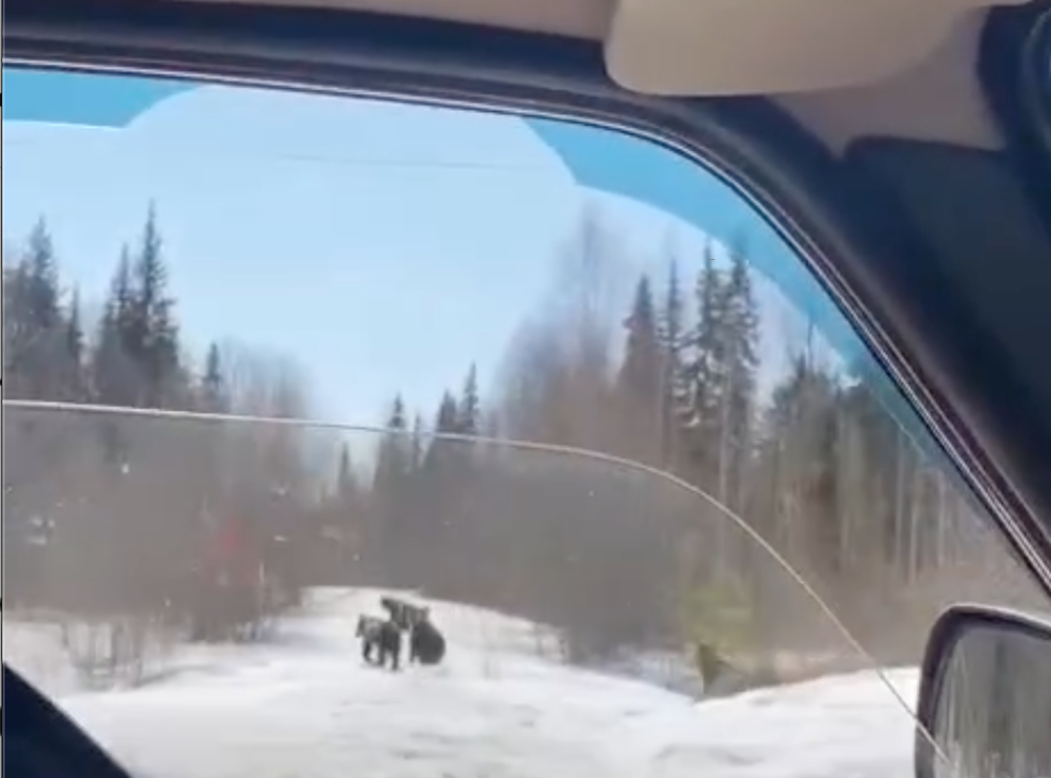 Медвежья семья гуляет возле трассы в Вуктыле