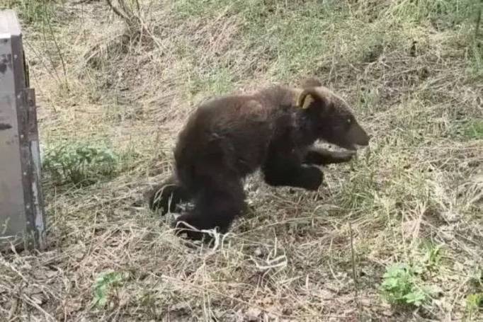 Спасенная год назад в Троицко-Печорском районе медведица Кира вернулась в родные леса