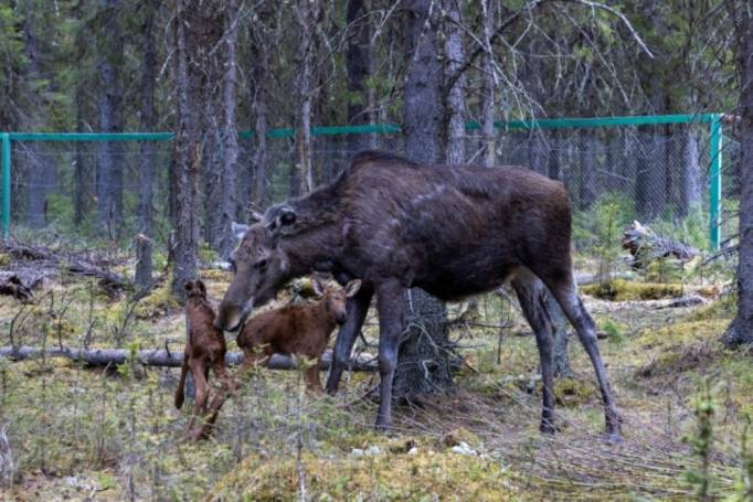 На лосеферме в Якше появились Фекла, Пума и Пик