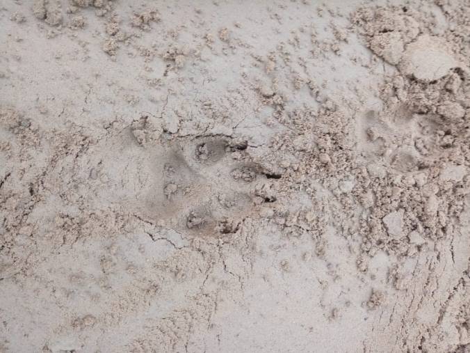 В пригороде Сыктывкара дважды за ночь прогоняли волков со дворов