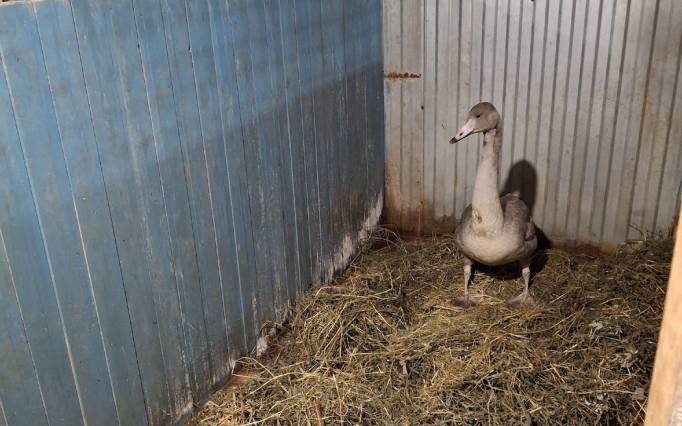 Жительница Пармы выхаживает лебедя