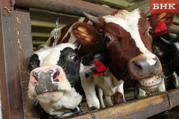 Фермы сыктывдинского предприятия ждет оптимизация