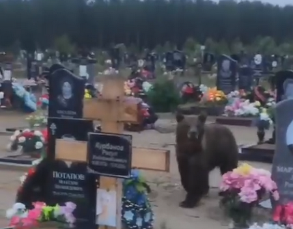 В печорском поселке медведицу с медвежонком прогнали с кладбища ракетой
