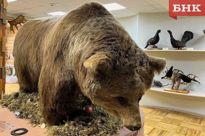 Медведя легче встретить в городе, чем волка, заявил охотник из Коми