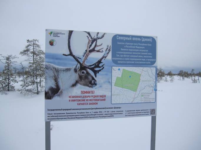 Снегопады помешали ученым подсчитать оленей в сосногорском заказнике