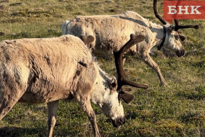 Отмена субсидии, эпидемугроза и низкие зарплаты: с какими проблемами сталкивается оленеводческая отрасль в Коми