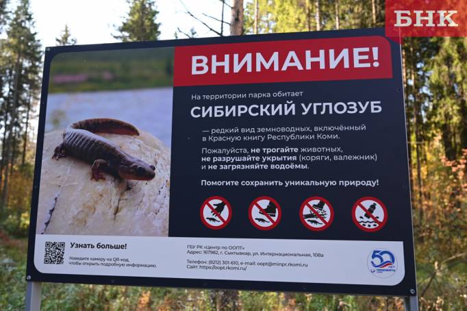 Сыктывкарцев предупредили о необычной «группировке» в Беличьем парке
