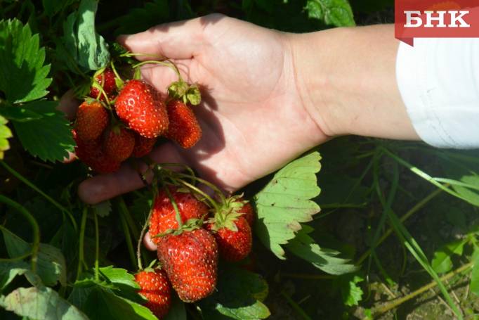 Аграрии Коми получат 22,6 миллиона рублей на проекты в селах
