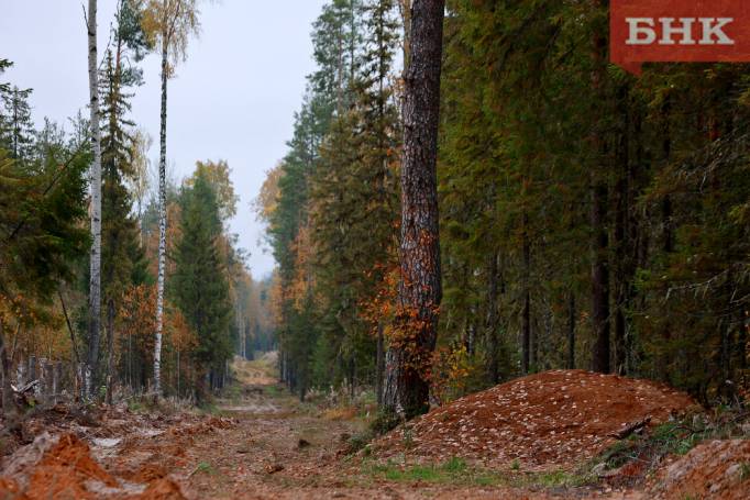 Связисты «Ростелекома» обследуют труднодоступные участки под Печорой в поисках поврежденного кабеля