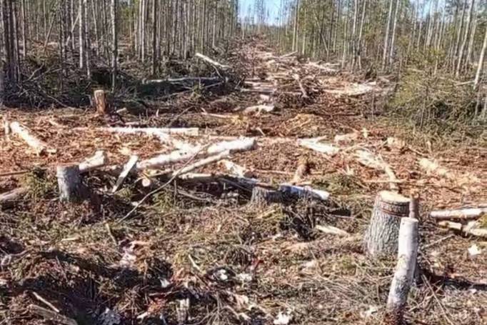 Народный корреспондент: «Возле Илья-Шора варварски вырубили лес»