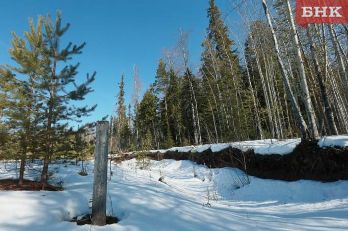 Сестре погибшего из-за падения дерева жителя Корткеросского района выплатят компенсацию