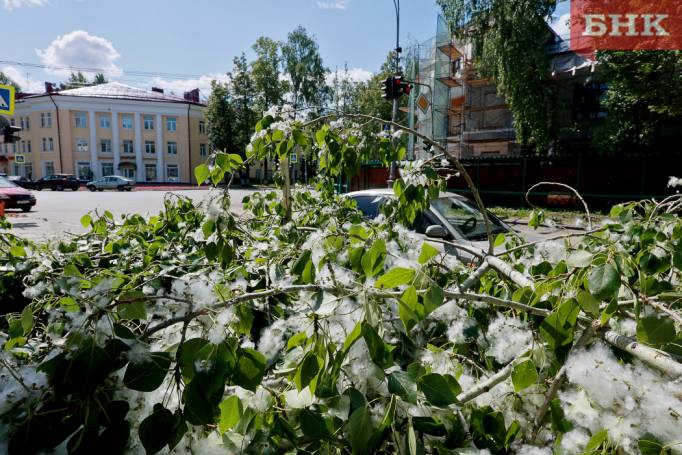 Роспотребнадзор предупредил об опасных частицах в тополином пухе