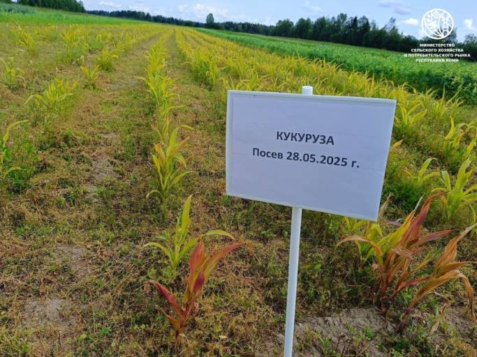 Как в Коми пытались вырастить кукурузу