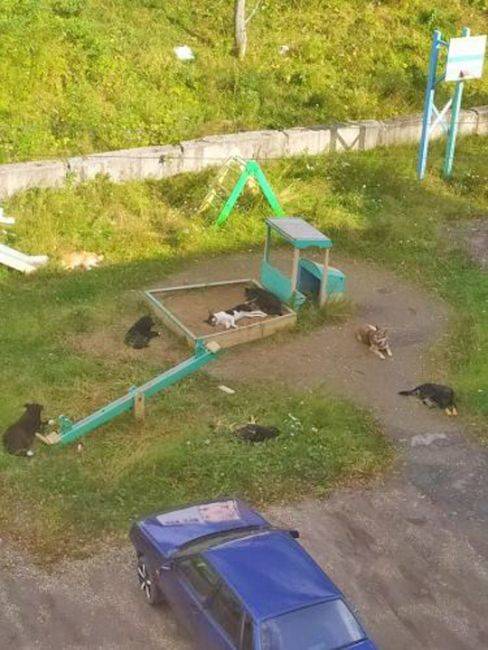 нападение собаки на девочку