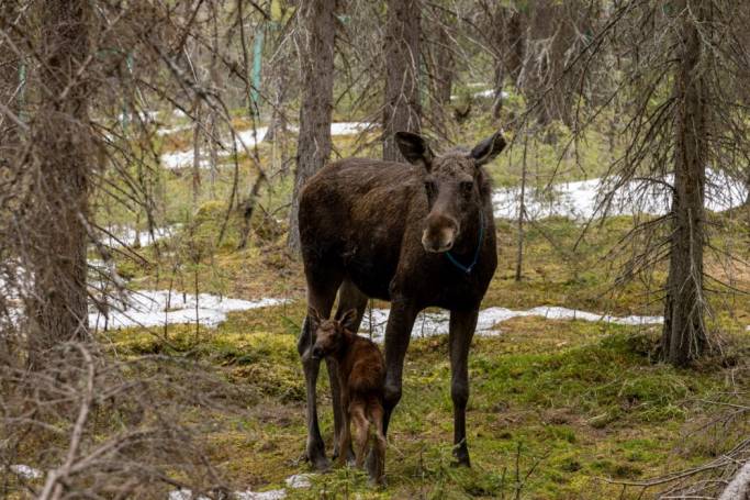 В Печоро-Илычском заповеднике родился Гога