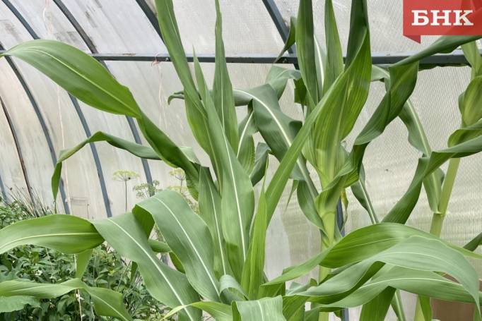 Хозяйства Коми хотят нарастить посевные площади под кукурузу в два-три раза