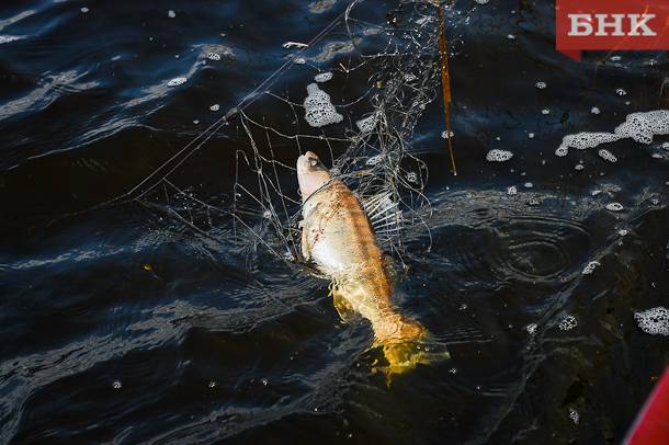 В Коми усилят меры борьбы с незаконном рыболовством