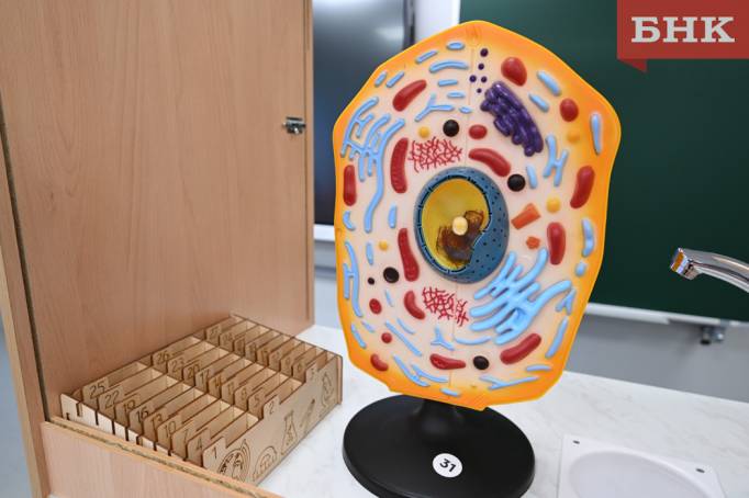 Школы и детские сады в Коми снова начали закрывать на карантин