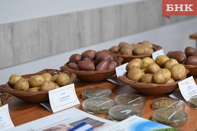 Зверствующая моль, осадки и изменяющийся климат: с какими вызовами столкнулись аграрии Коми