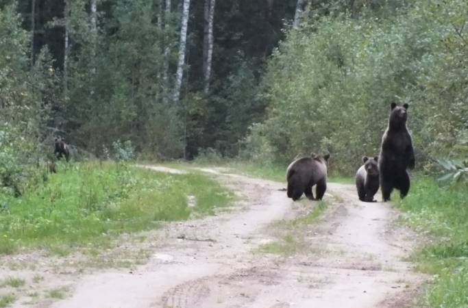 В Сыктывдинском районе встретили медвежью семью