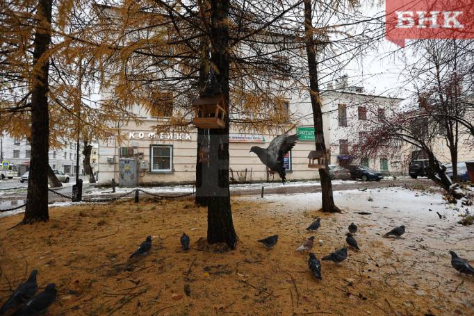 Какой будет погода в Коми 20 октября