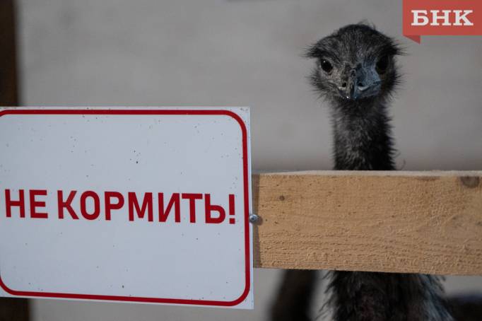 Страус Вася из Коми снесла яйцо