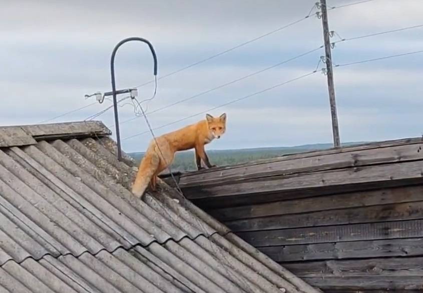 Народный корреспондент: «Лиса держит в тонусе койгородцев»