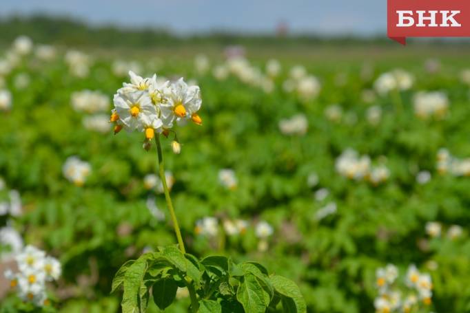 Специалист из Коми научного центра назвала необходимые для картофеля удобрения