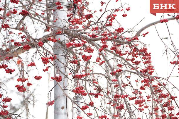 Врач предупредил об опасности осенней ягоды