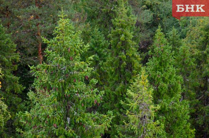 На Коми приходится более 60 процентов сгоревших в СЗФО лесов