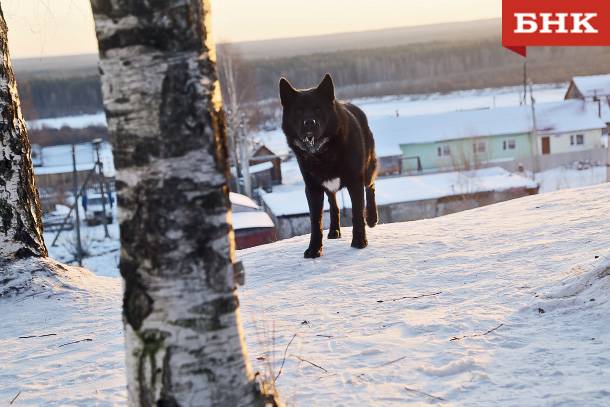 Криминальные и правовые итоги недели: нападение собак на девочку и история о «взятке» мошенникам  