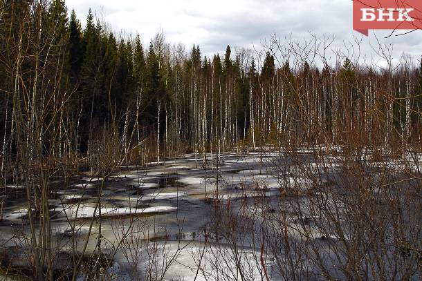 Ученый назвал полезные весенние грибы