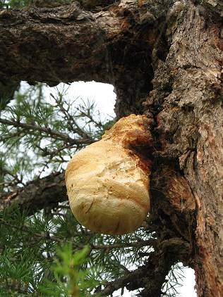 «Заповедная Коми»: растущий на деревьях лекарственный гриб