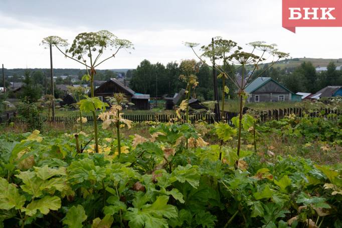 Койгородский район рассчитывает на республиканскую программу по борьбе с борщевиком