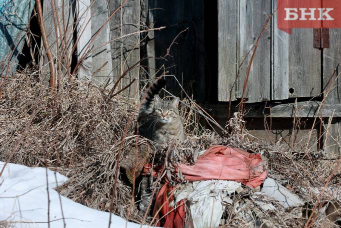 В Коми сохранится прохладная погода
