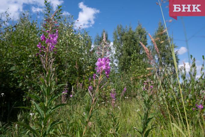 Клещи стали реже кусать жителей Коми